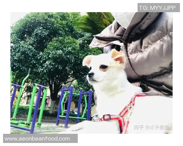 从草根到巨星足球球星吉娃娃热血拼搏与荣耀传奇之路 从草根到巨星足球球星吉娃娃热血拼搏与荣耀传奇之路